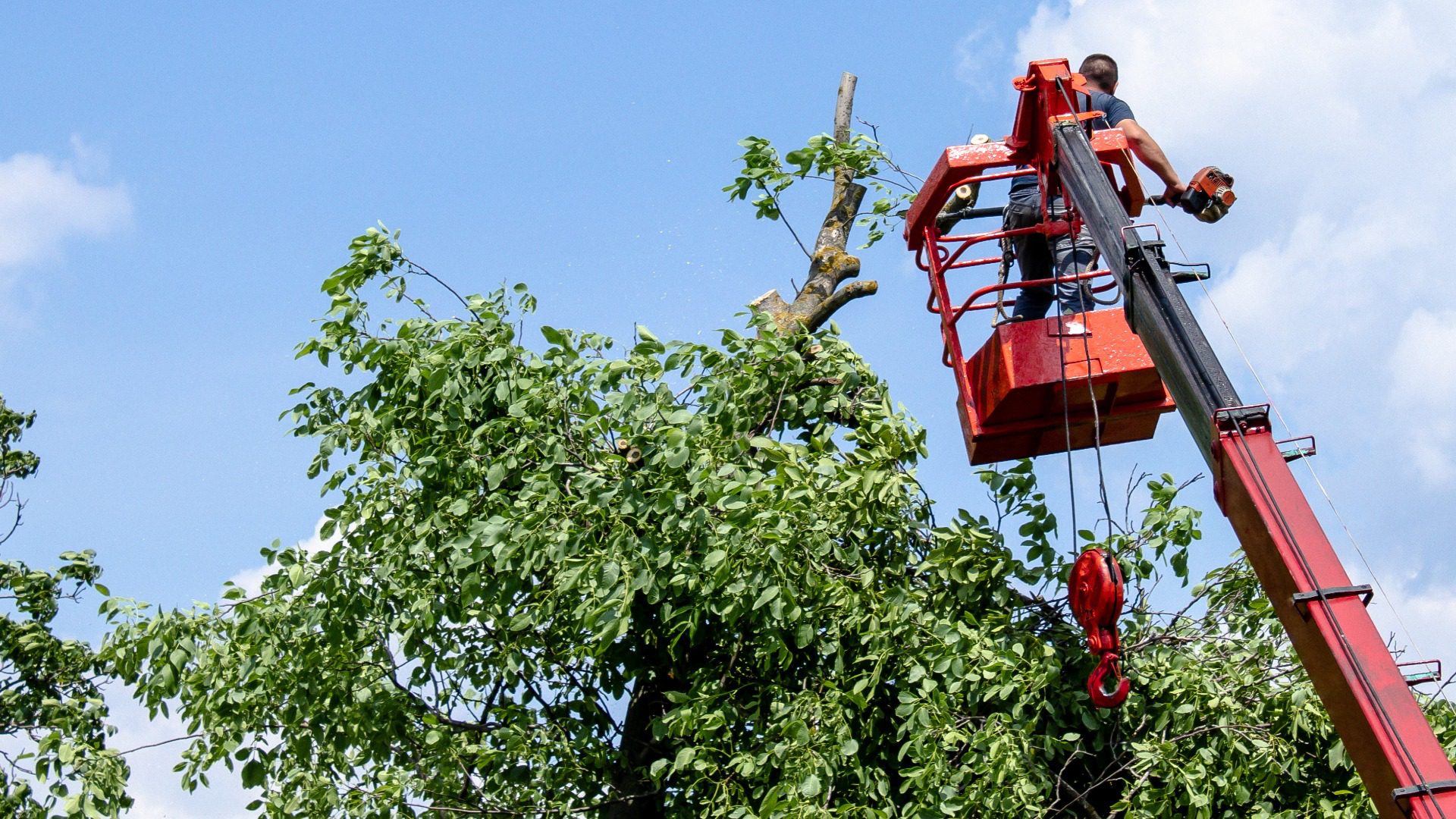 Tree pruning and sawing by a man with a chainsaw are standing on the platform of a mechanical chair lift between the branches of an old large tree. Tree Cutting Services Southington CT
