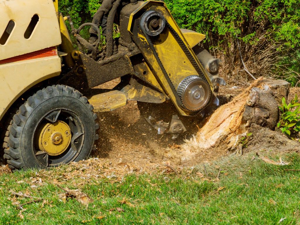A stump is shredded with removal, grinding the stumps and roots into small chips Stump Grinding Services Southington CT