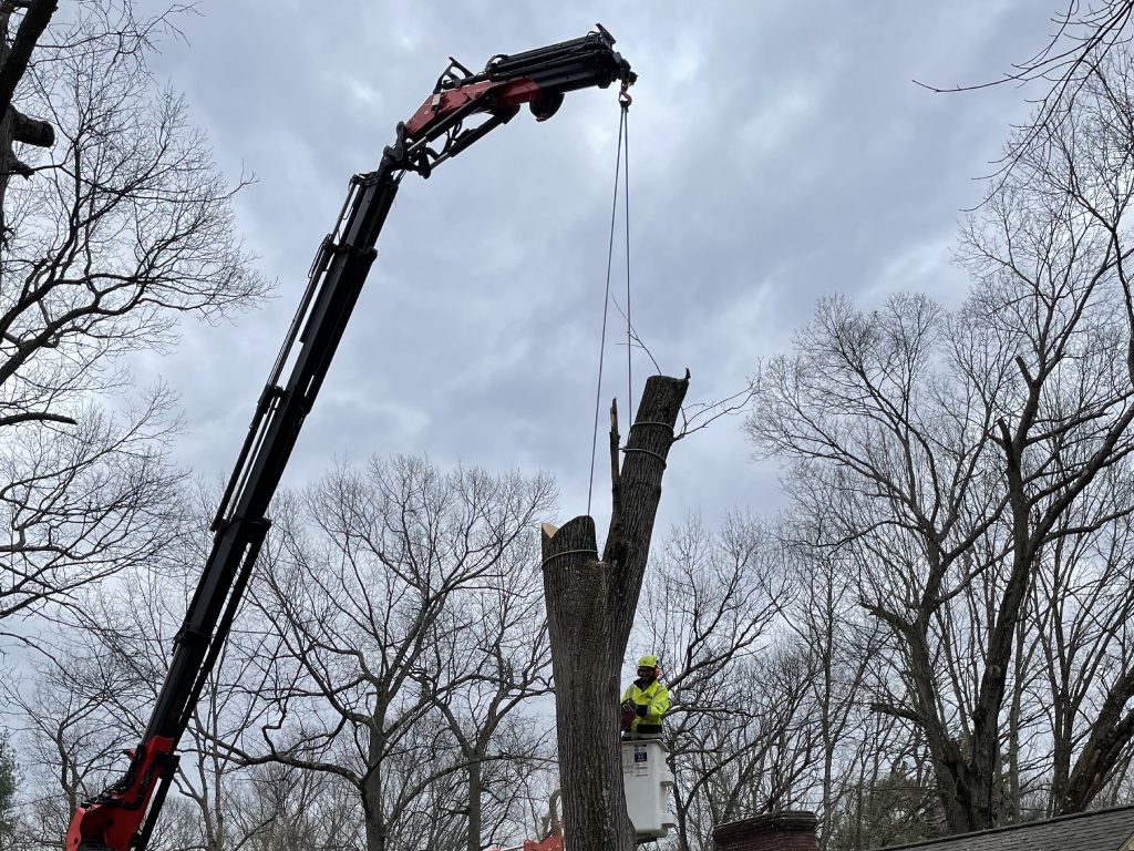 CRANE SERVICES Tree Pruning Services Southington CT